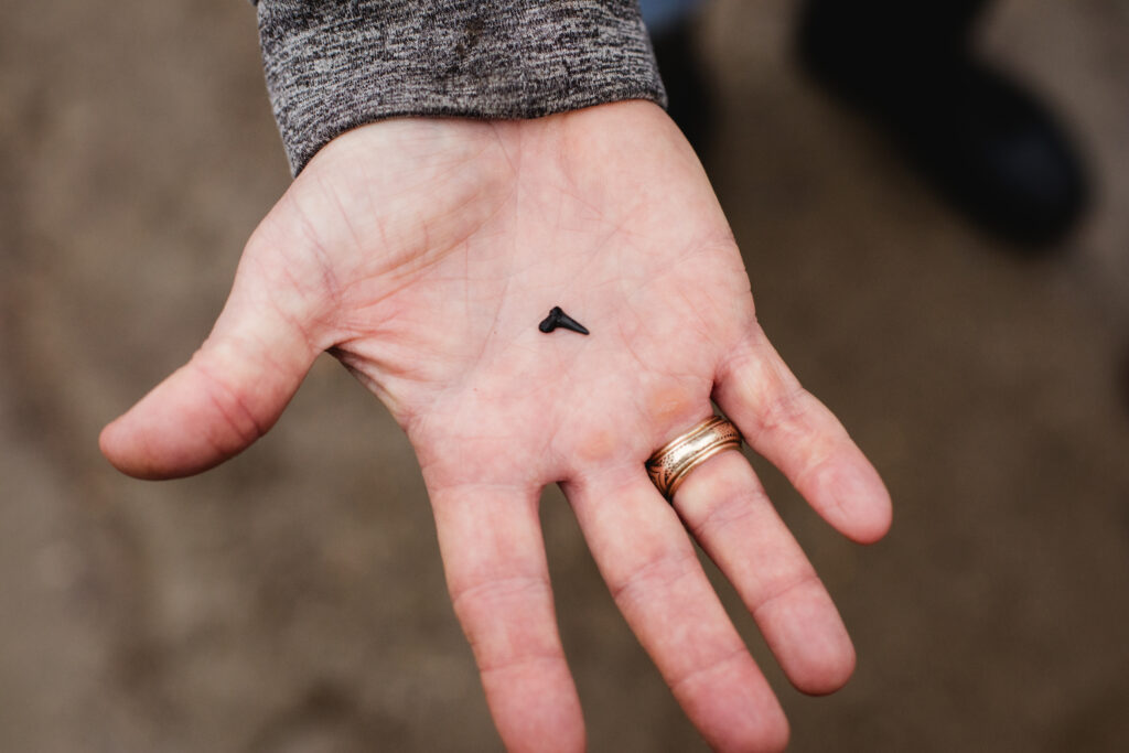 Hunting for shark teeth at Post Oak Creek