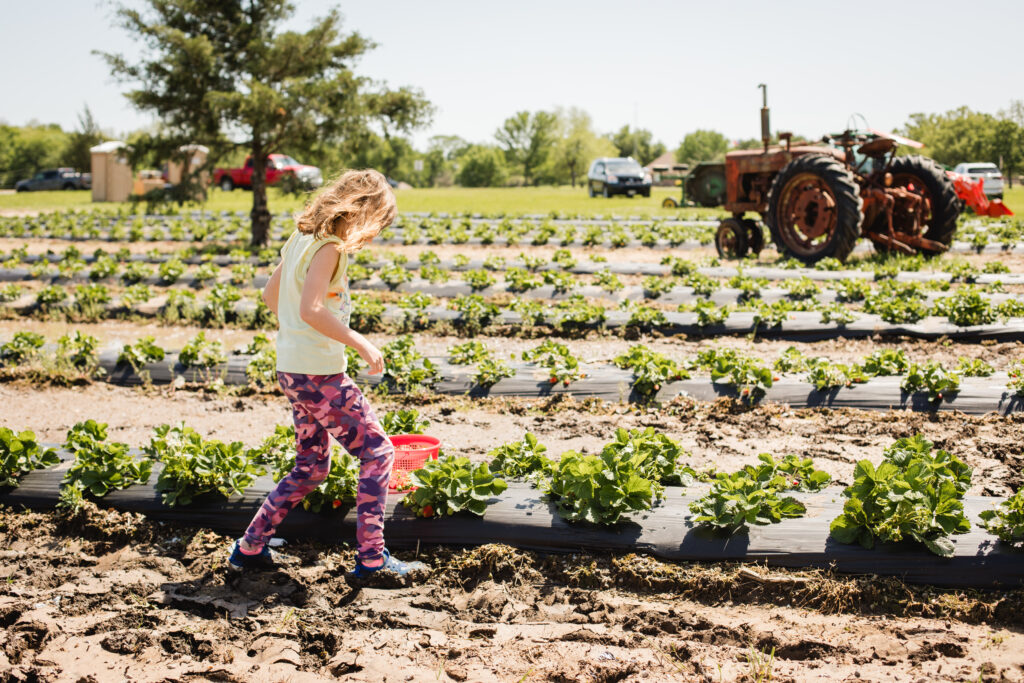 Punjab Farms strawberry picking