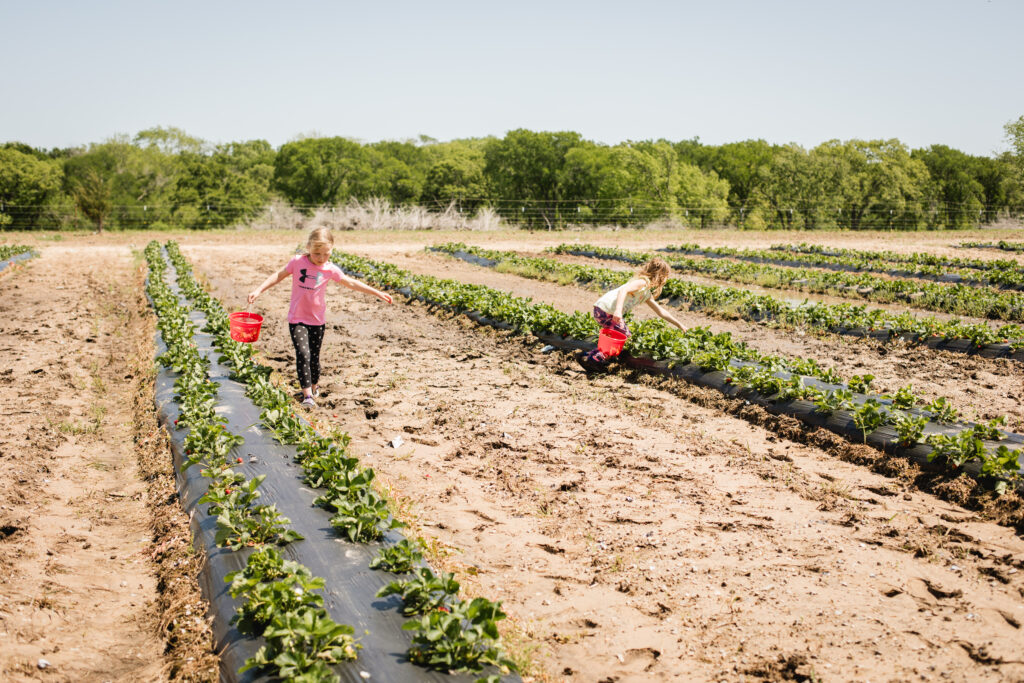 Punjab Farms strawberry picking