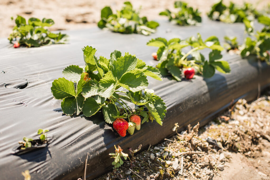 Bonham strawberries