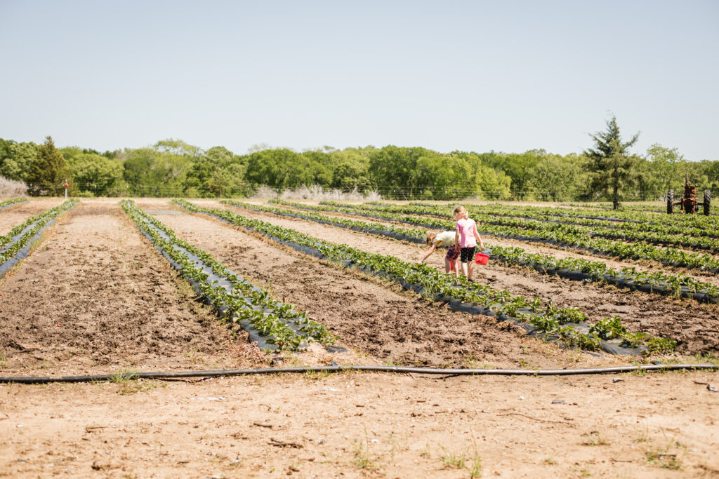 Punjab Farms strawberry picking