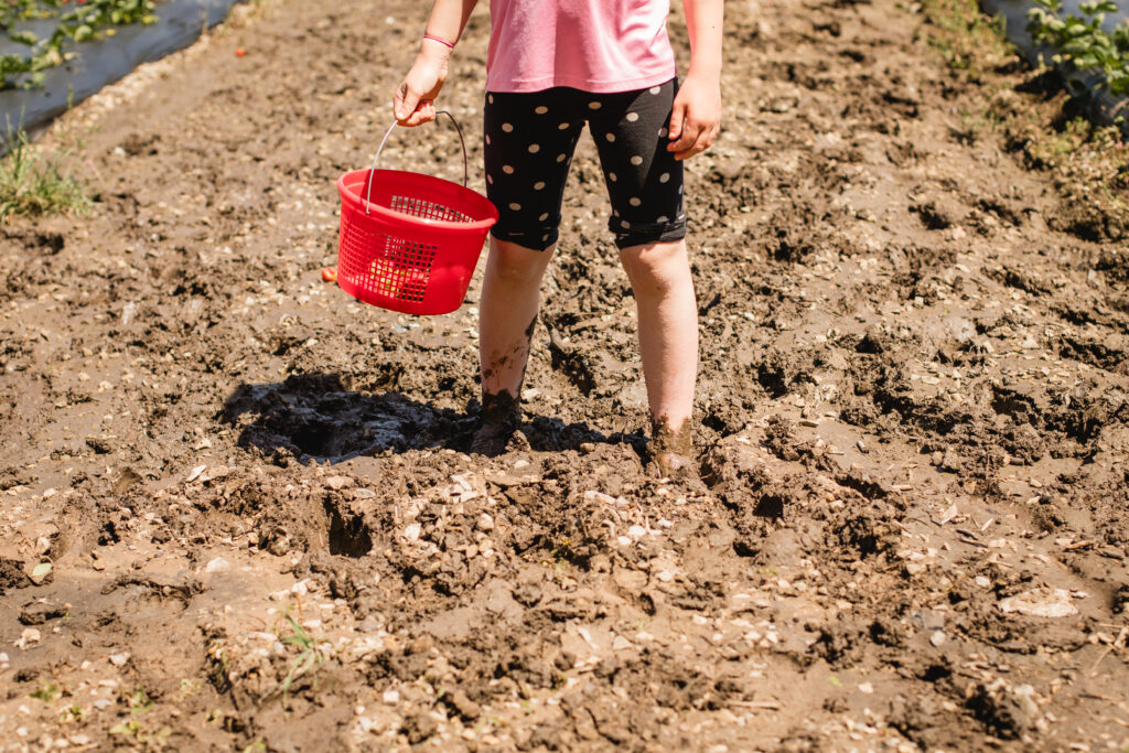 Punjab Farms strawberry picking