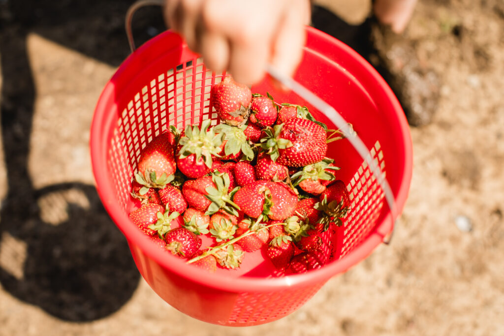 Punjab Farms strawberry picking