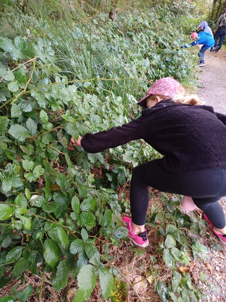 Picking blackberries along redwoods trail