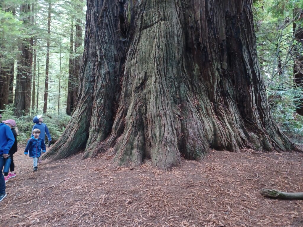 Massive redwood trunk