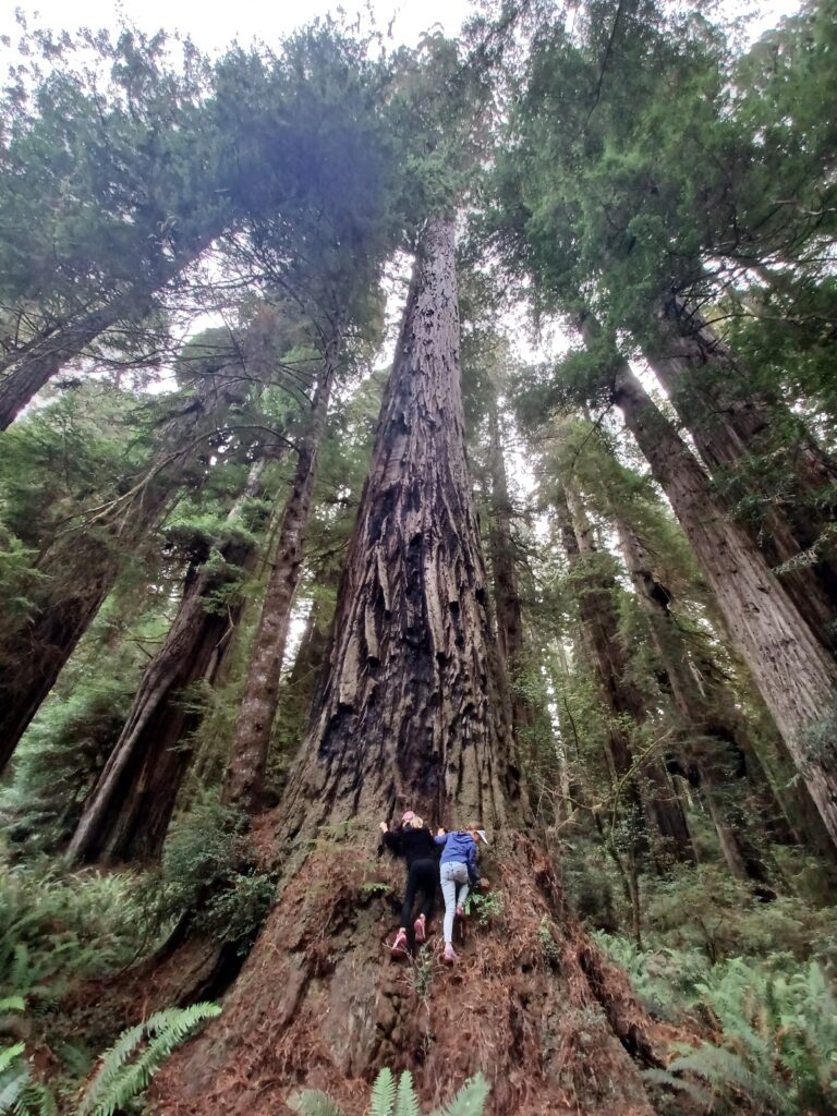 Climbing redwoods