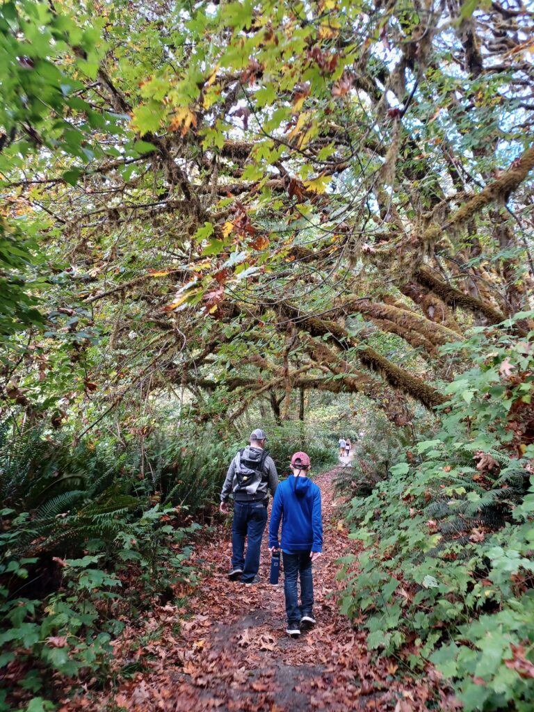 Hiking through the redwoods