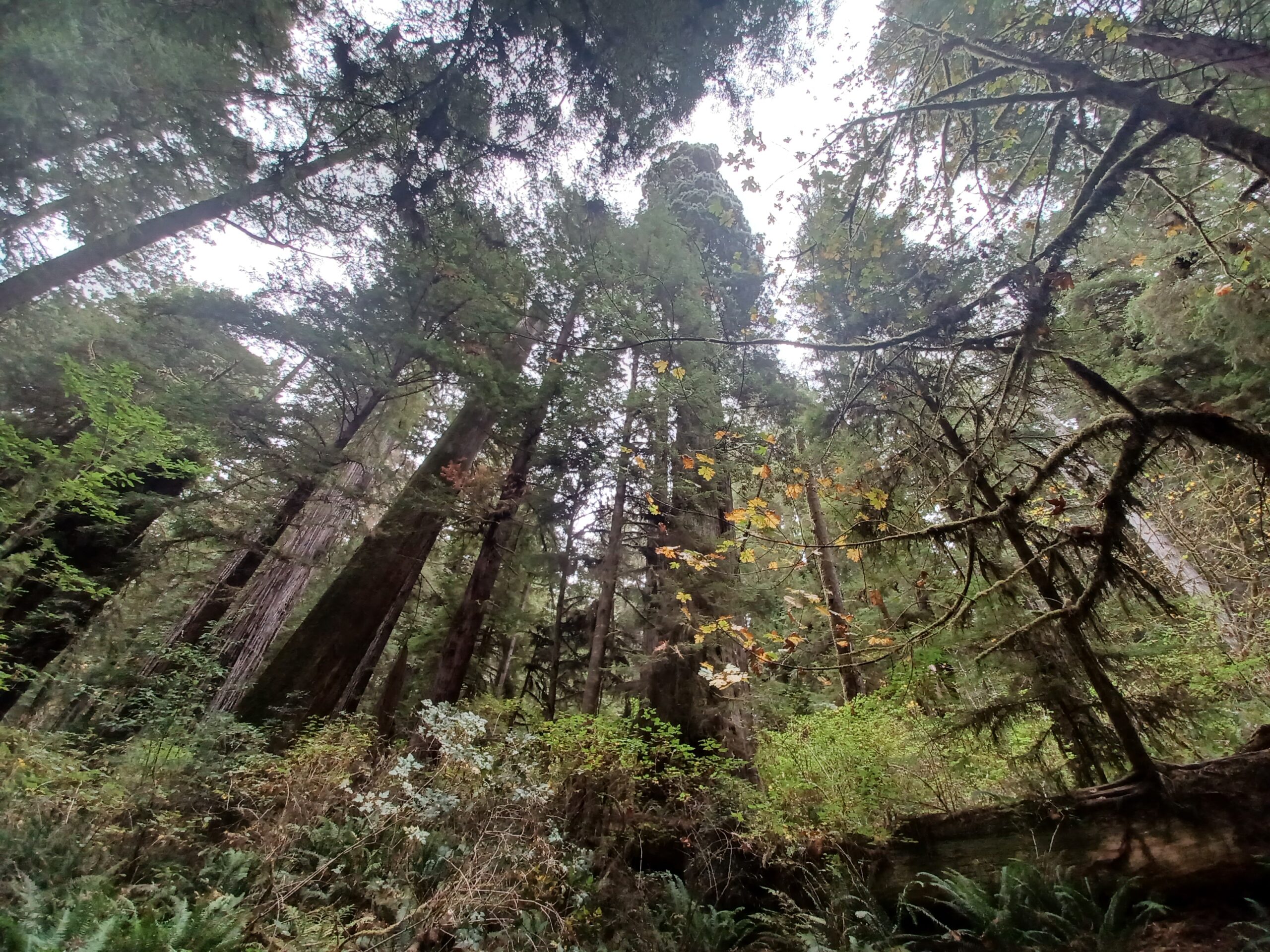 Redwoods in northern California