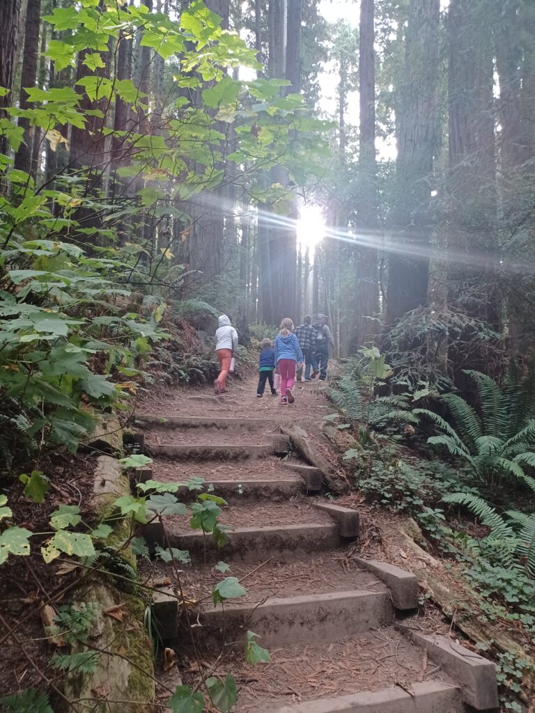 Hiking through the redwoods during a family trip