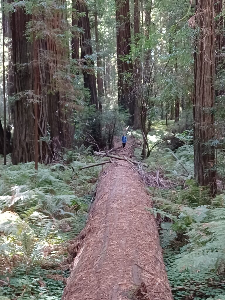 Hiking through the redwoods during family trip