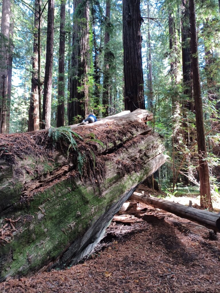 family trip to the redwoods