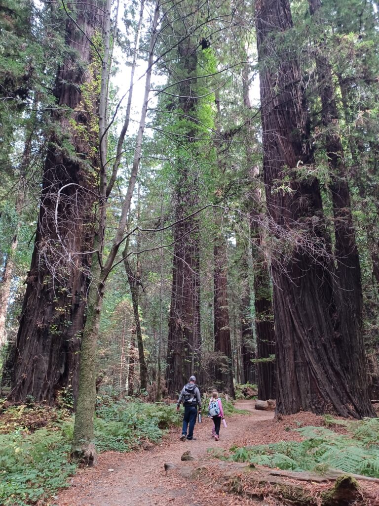 hiking during family trip to the redwoods