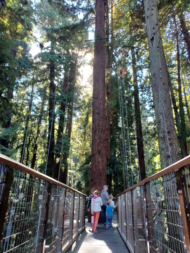 on the skywalk during a family trip to the redwoods