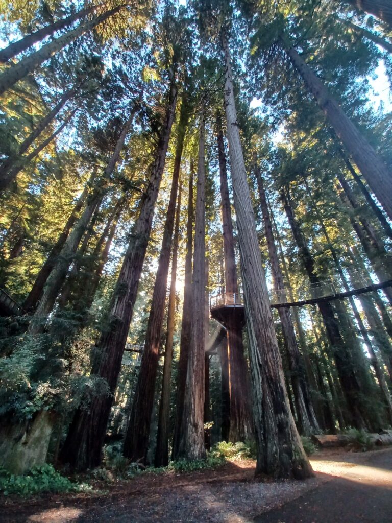 skywalk in the redwoods at Sequoia Zoo