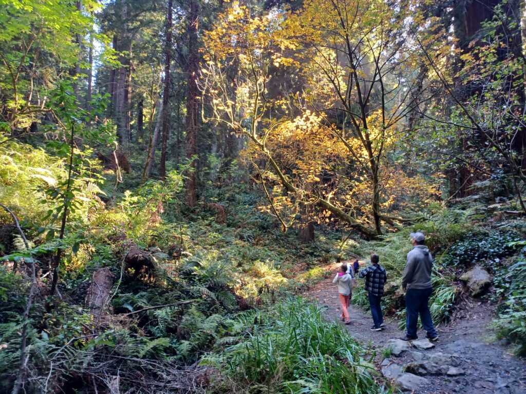 family trip to the redwoods